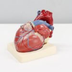 Coronary Heart Disease Healthhyme
