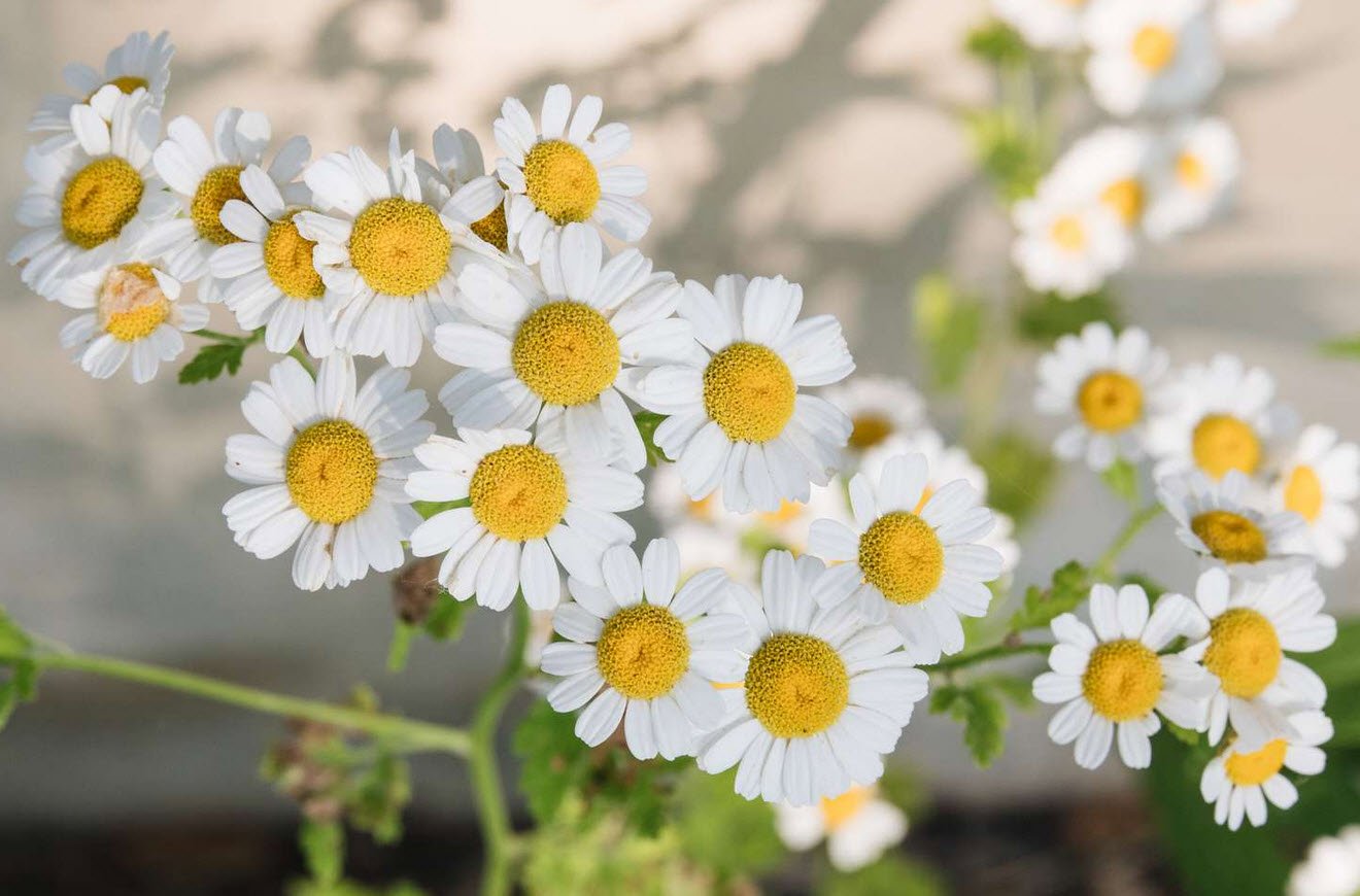 German Chamomile Natural Herbs