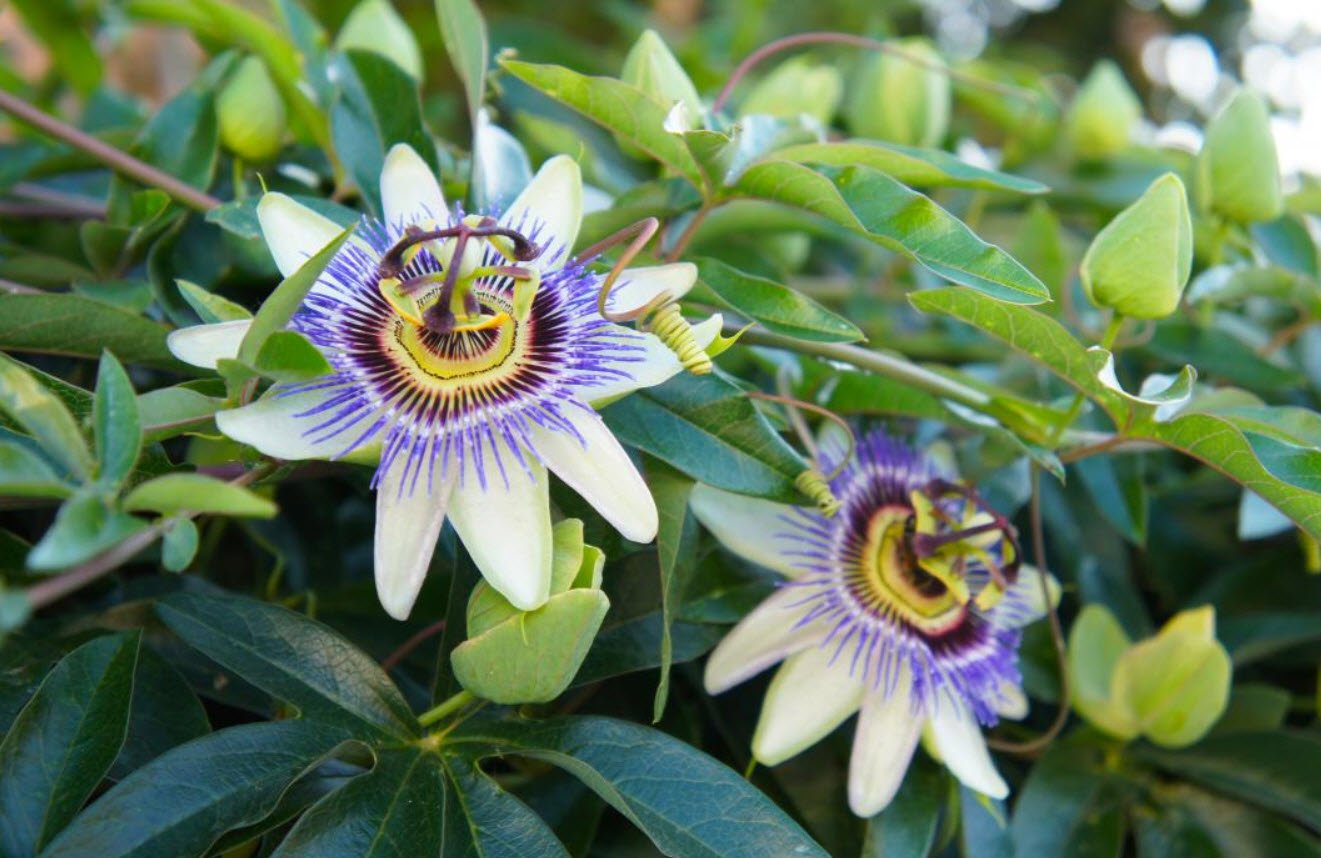 Passionflower Natural Herbs